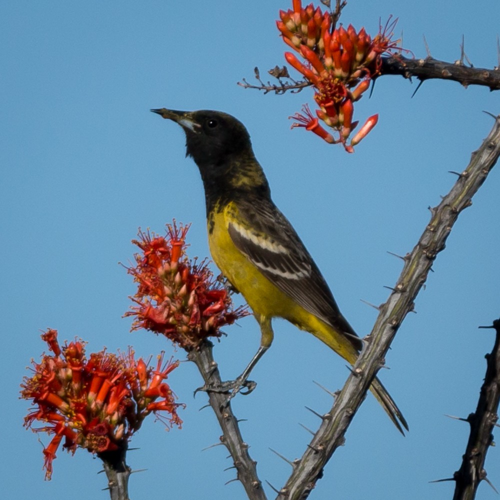 Scott's Oriole - ML99359111