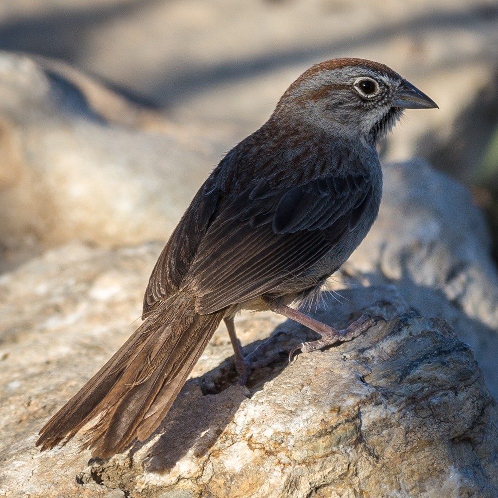 Rufous-crowned Sparrow - ML99359201