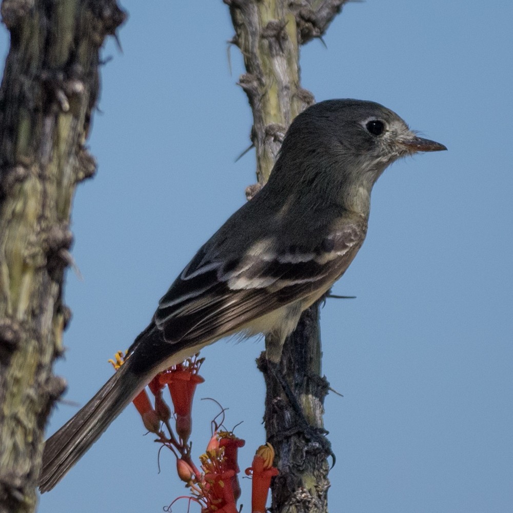 Gray Flycatcher - ML99359311