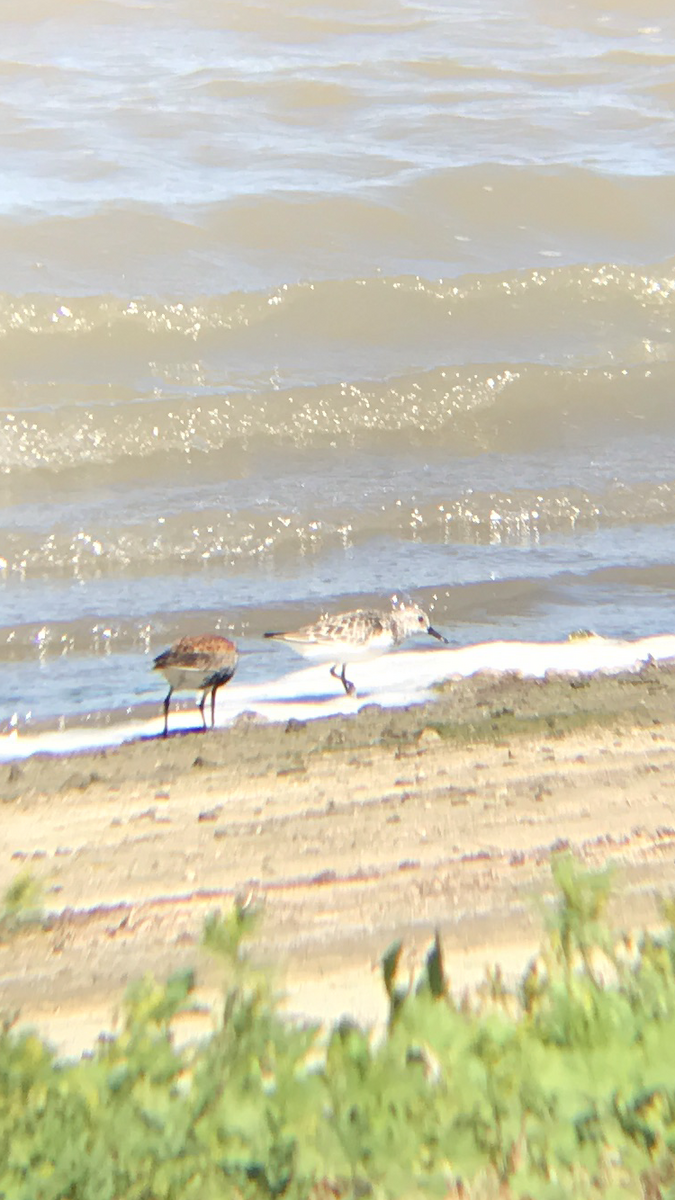 Sanderling - ML99359671