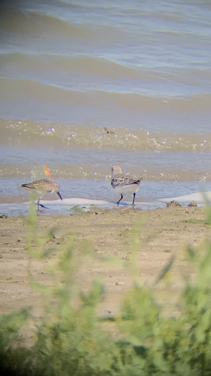 Sanderling - ML99359681