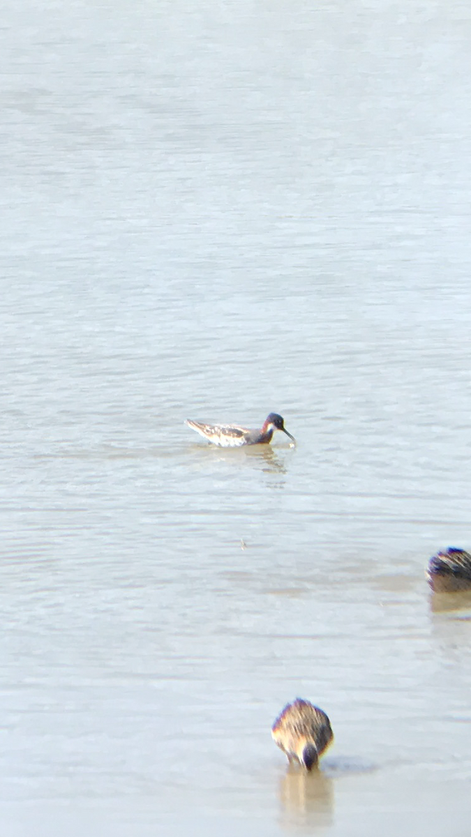 Red-necked Phalarope - Daniel Jeffcoach