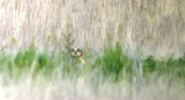 Short-eared Owl - ML99360581