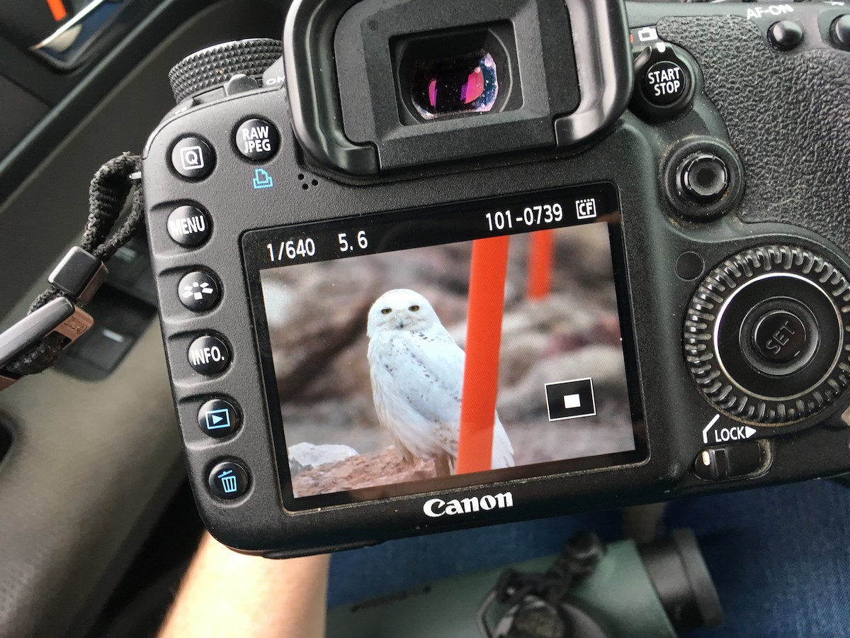 Snowy Owl - ML99360761