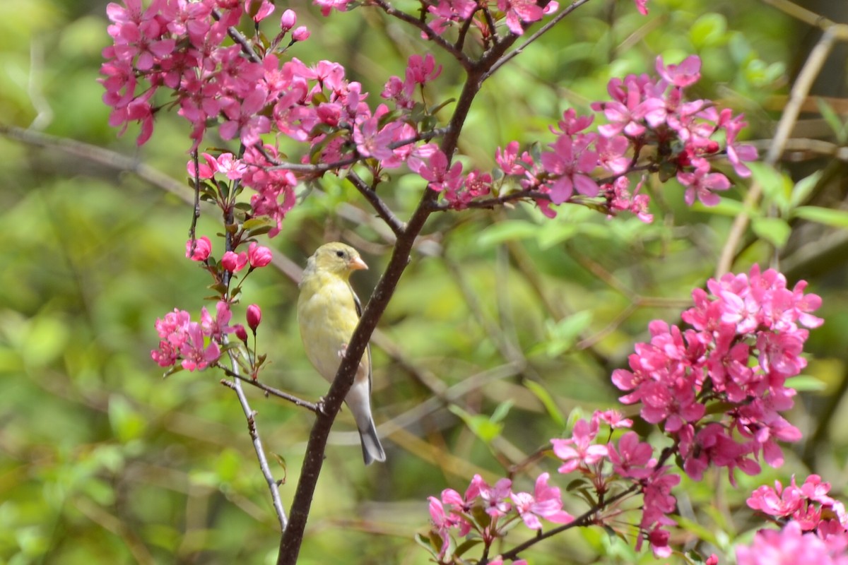 American Goldfinch - Mary Brenner