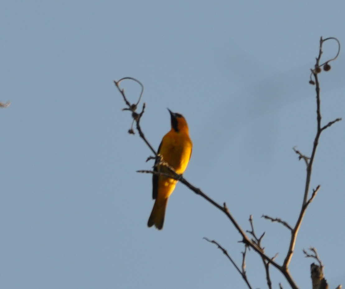 Bullock's Oriole - ML99361871