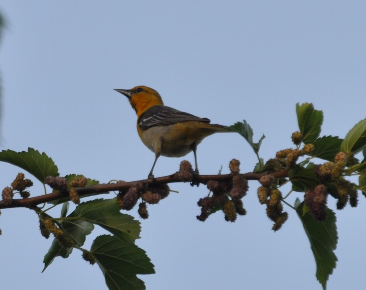 Bullock's Oriole - ML99361891