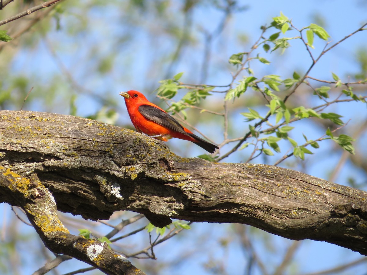 Scarlet Tanager - ML99363221