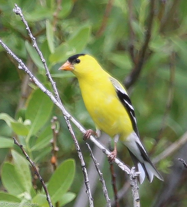 American Goldfinch - Ceredig  Roberts