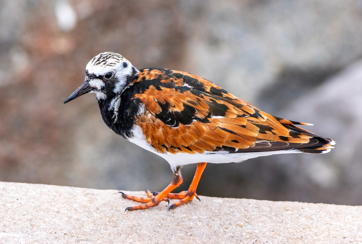 Ruddy Turnstone - Ben  Valdez