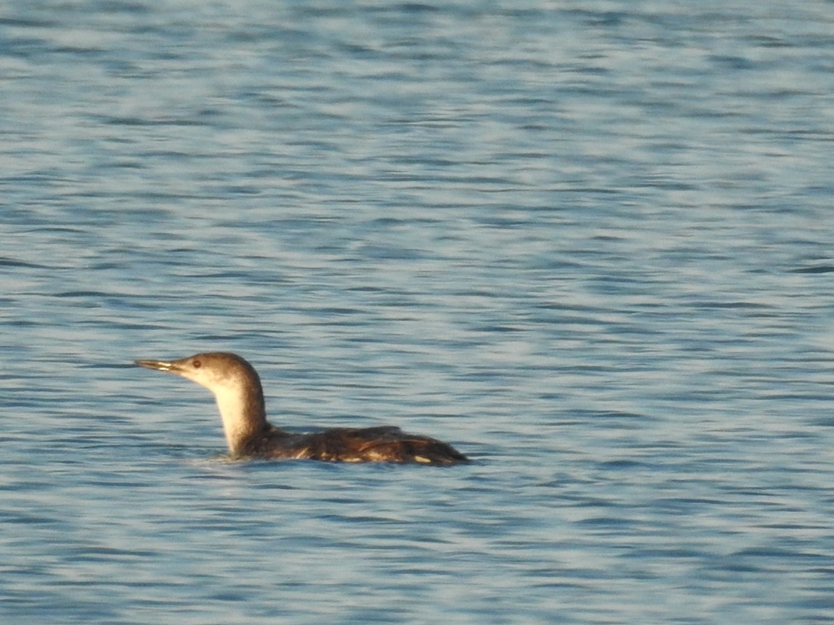Red-throated Loon - ML99366521