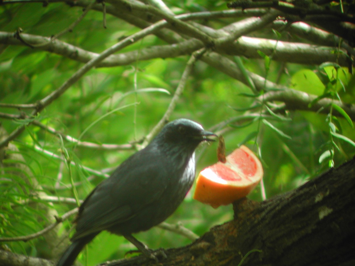 Blue Mockingbird - Cin-Ty Lee