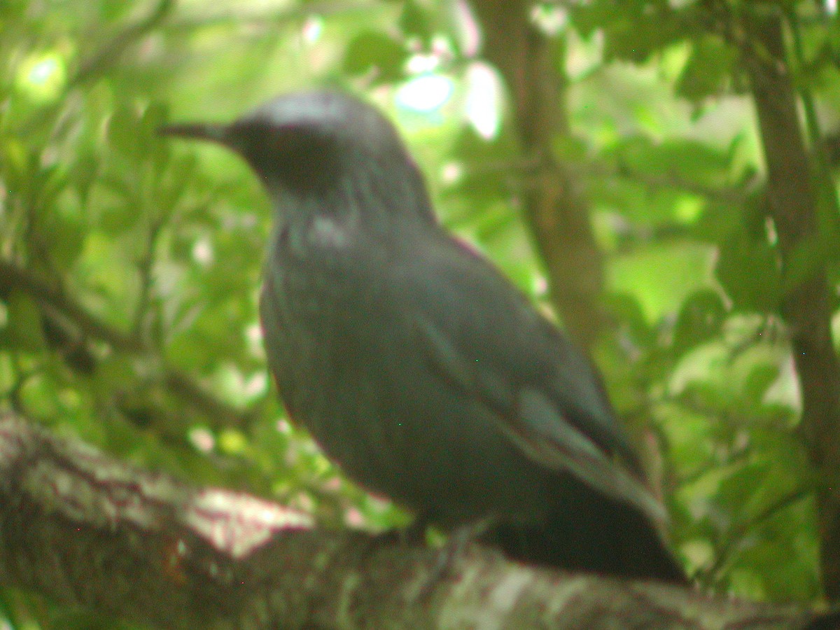 Blue Mockingbird - ML99367761