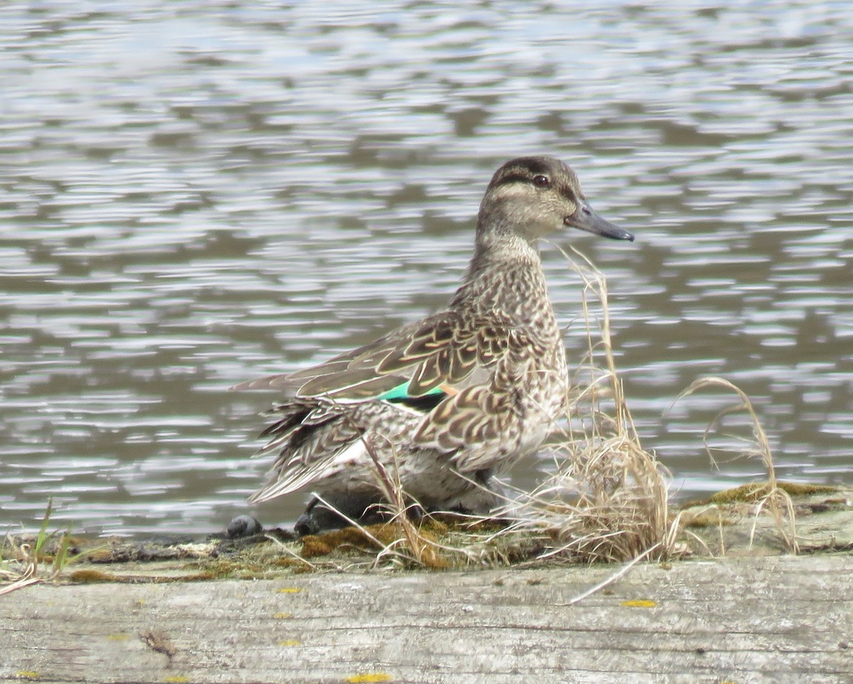 Green-winged Teal - Jan Thom