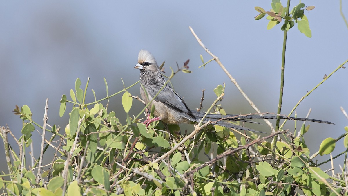 White-headed Mousebird - Debra Herst