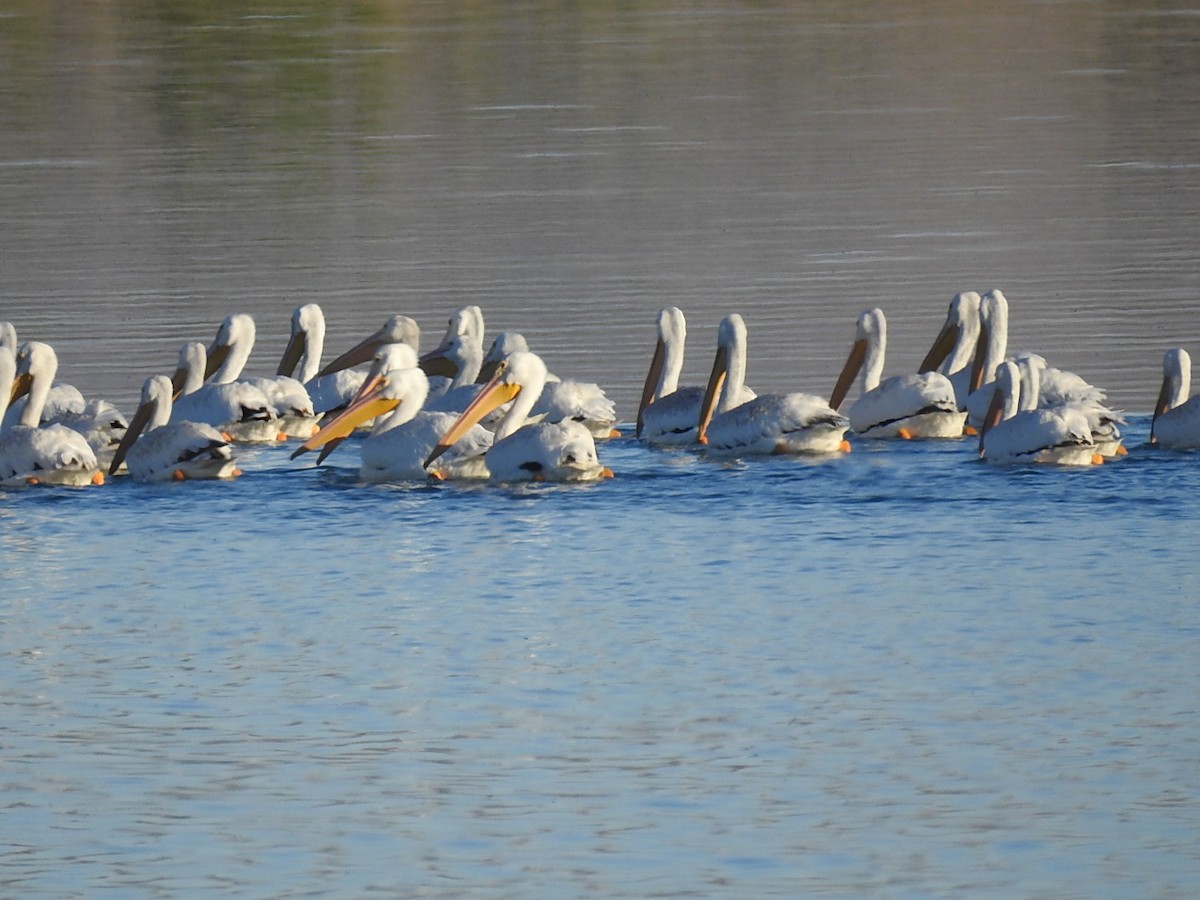 pelikán severoamerický - ML99371441