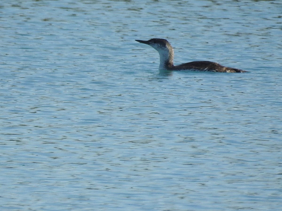 Red-throated Loon - ML99371701