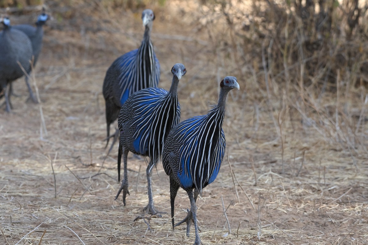 Vulturine Guineafowl - ML99373061