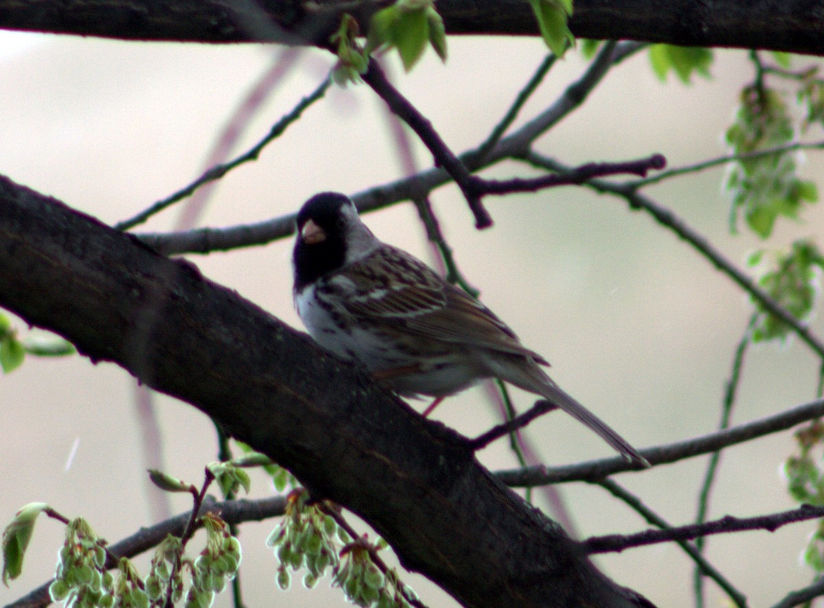 Harris's Sparrow - ML99373601