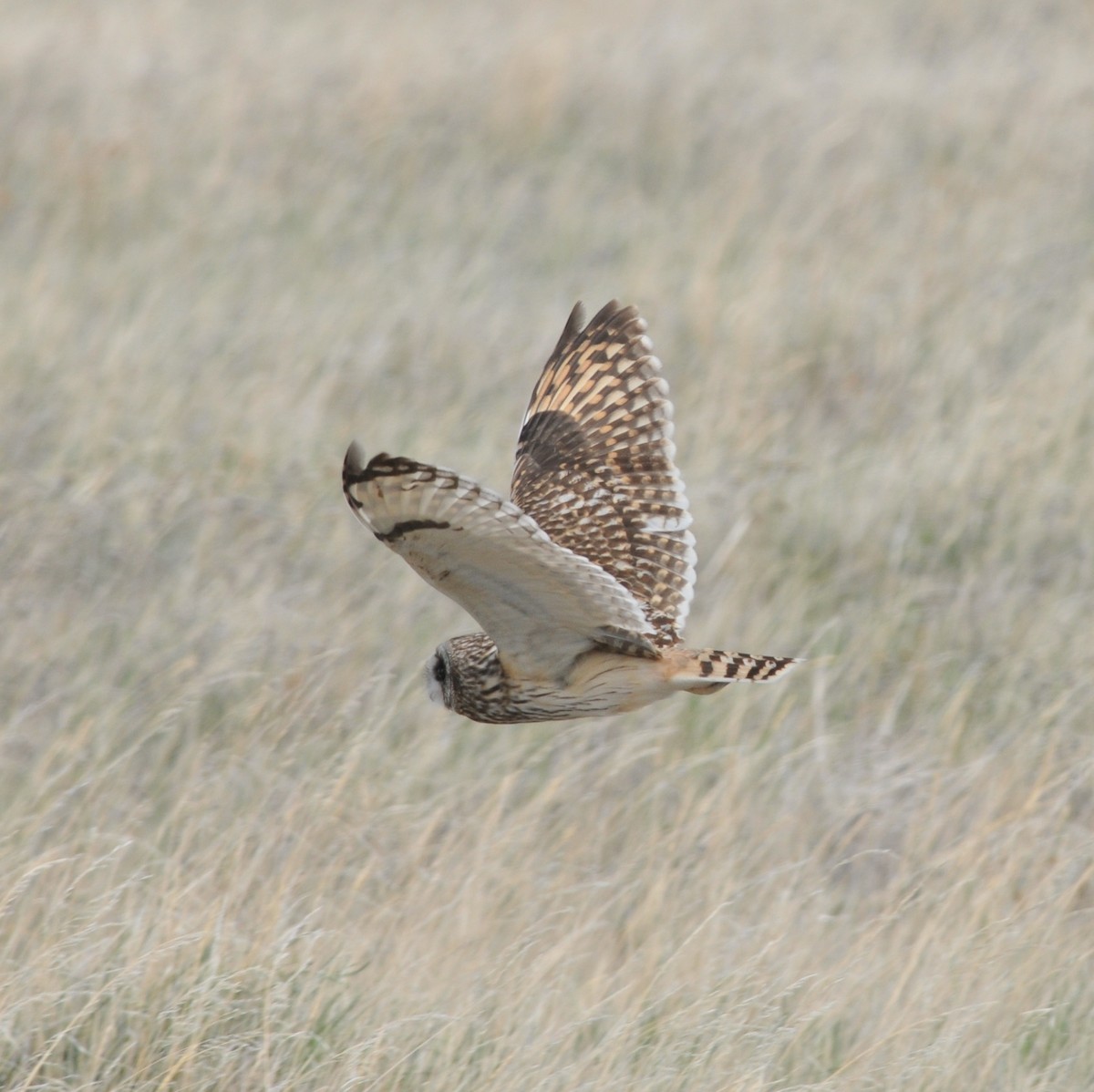 Short-eared Owl - ML99373991