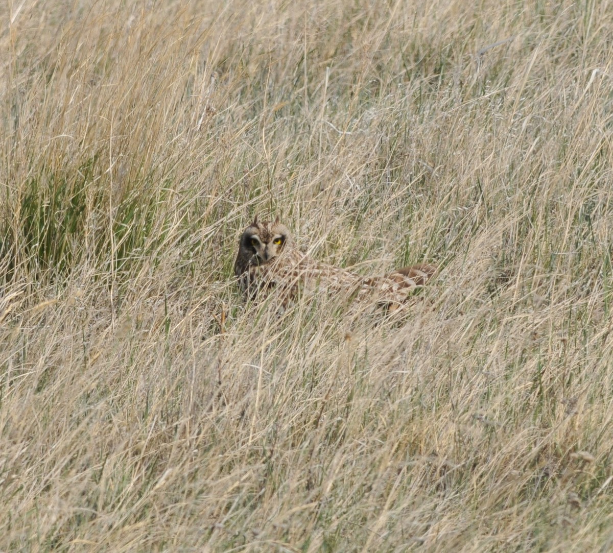 Short-eared Owl - ML99374001