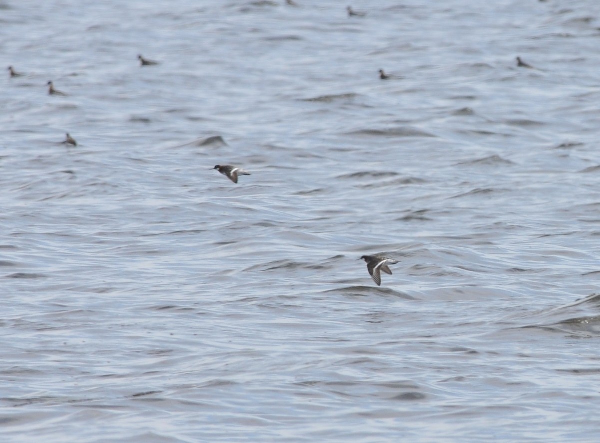 Red-necked Phalarope - ML99374441