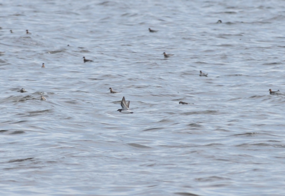 Red-necked Phalarope - ML99374451