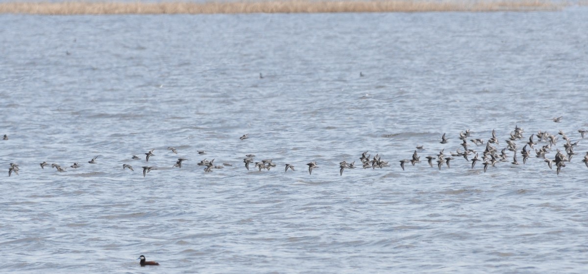 Red-necked Phalarope - ML99374461