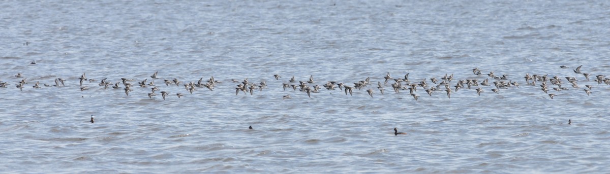 Red-necked Phalarope - ML99374471