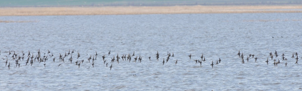 Red-necked Phalarope - Scott Somershoe