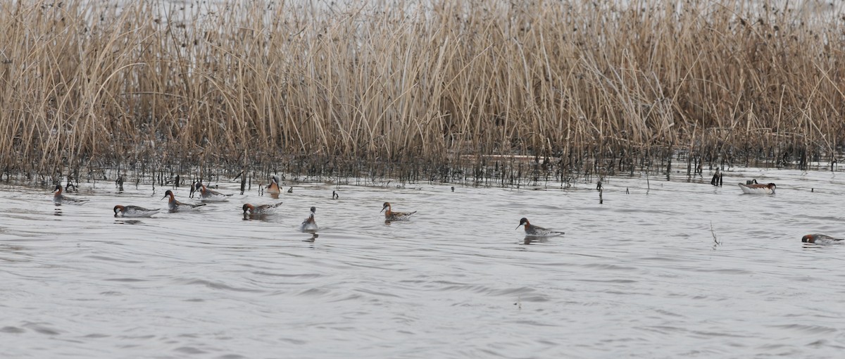 Red-necked Phalarope - ML99374491