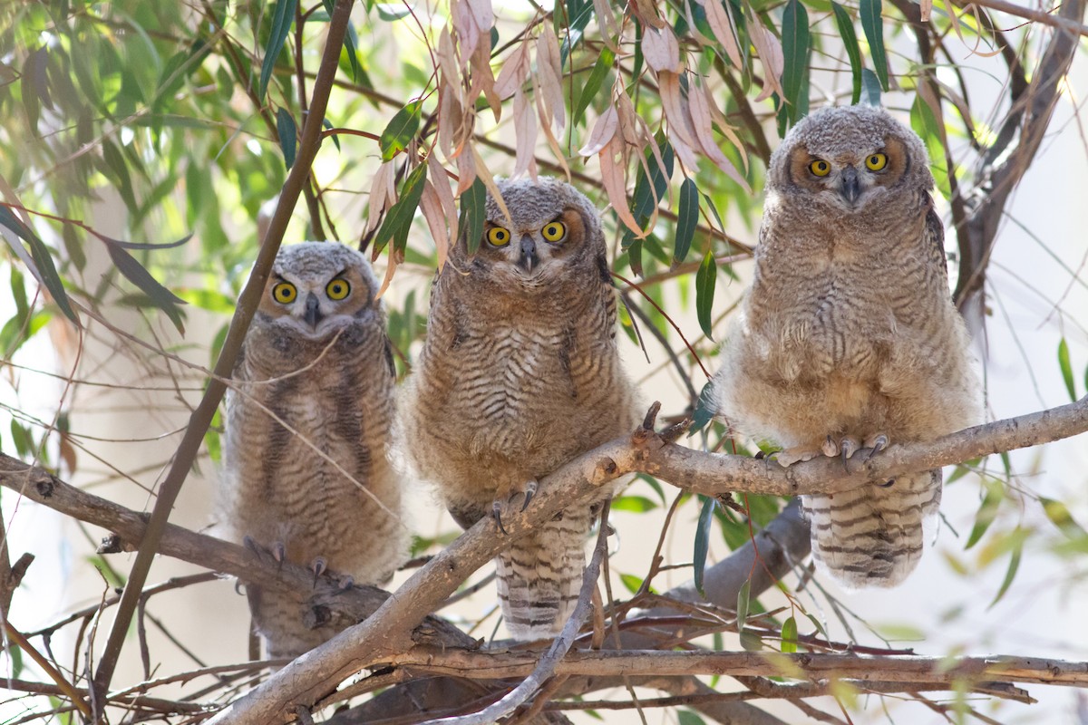 Great Horned Owl - ML99376781