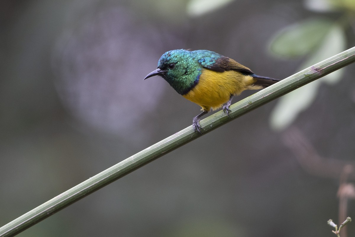 Collared Sunbird - ML99376851