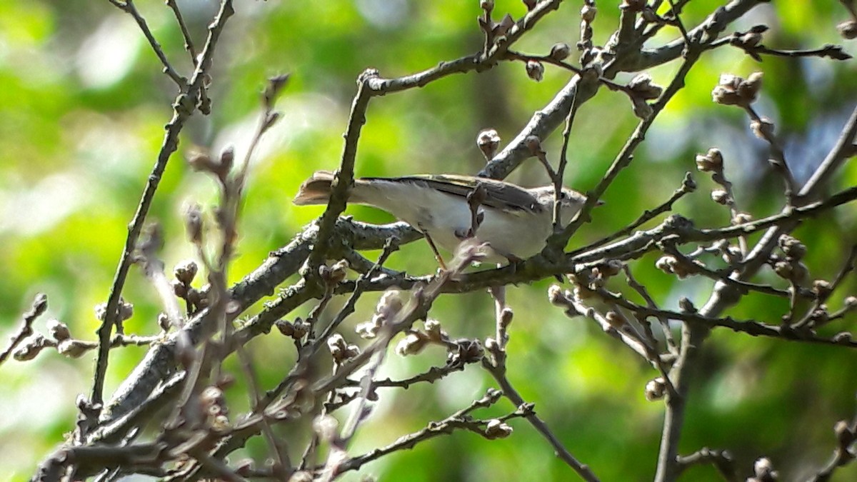 Western Bonelli's Warbler - ML99376971