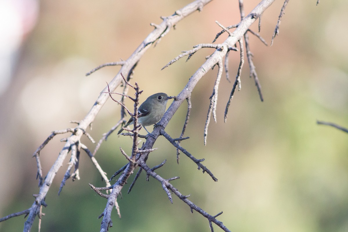 Vireo de Hutton - ML99376981