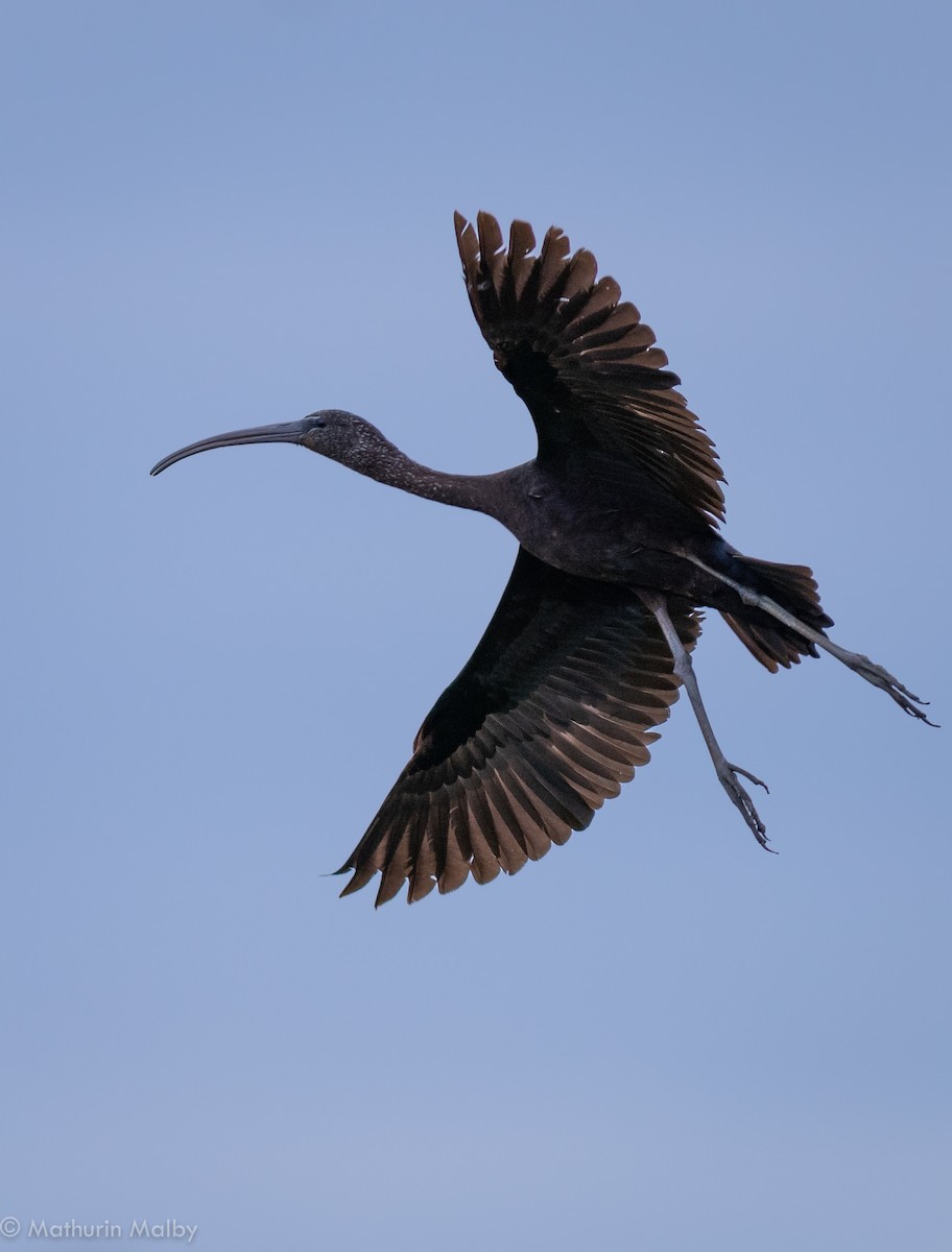 Glossy Ibis - ML99377921