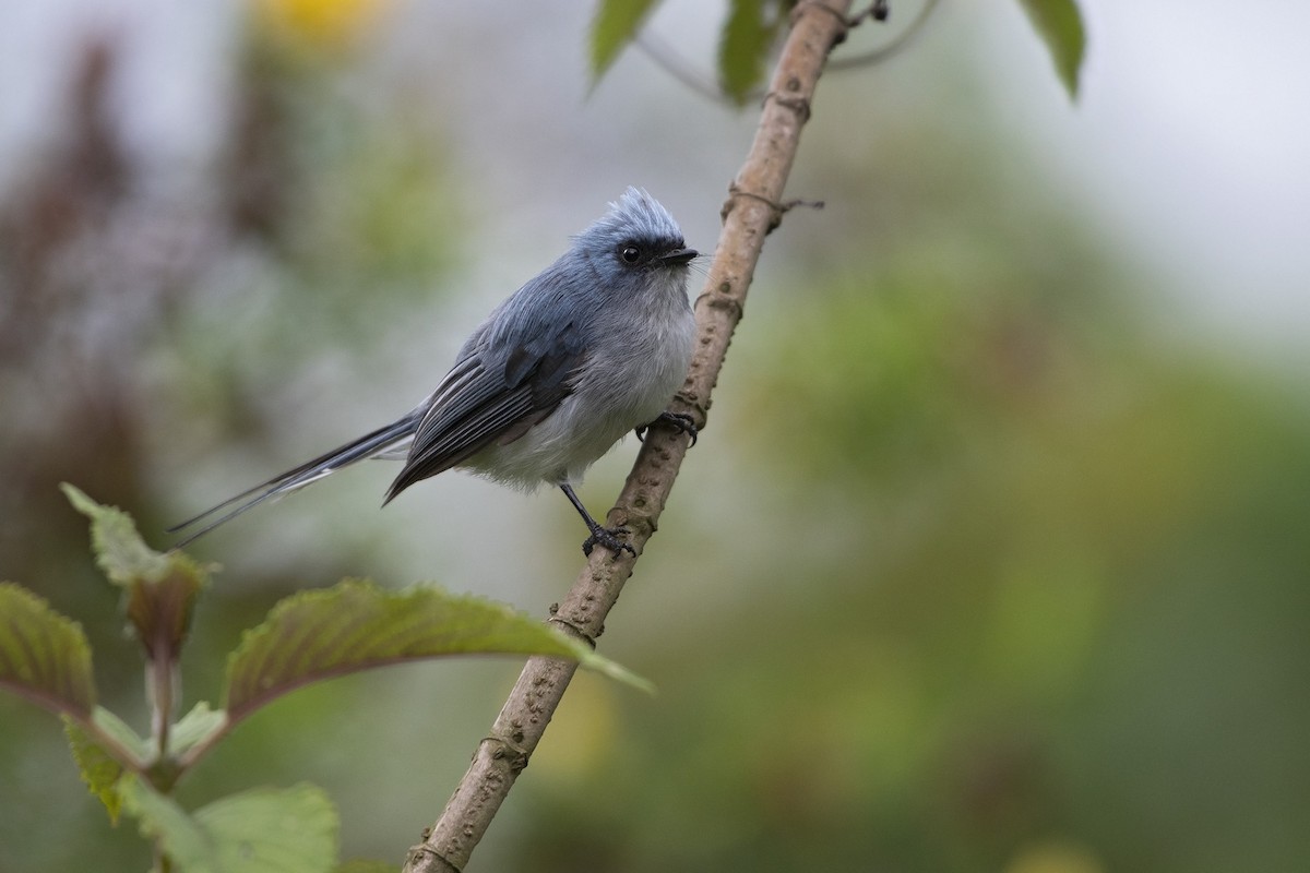 White-tailed Blue Flycatcher - Debra Herst