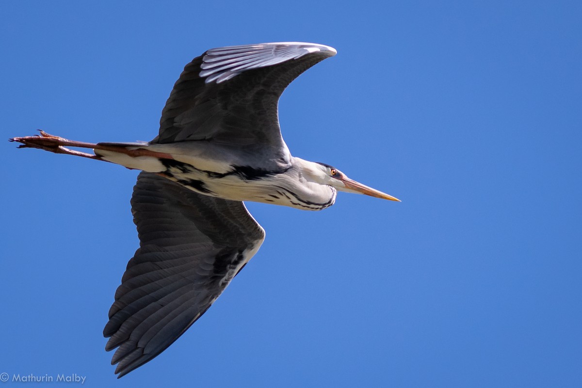 Gray Heron - Mathurin Malby