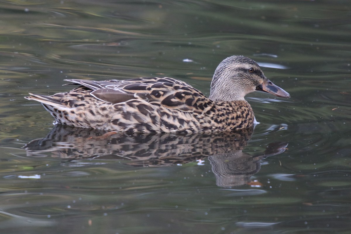 Mallard - ML99378771