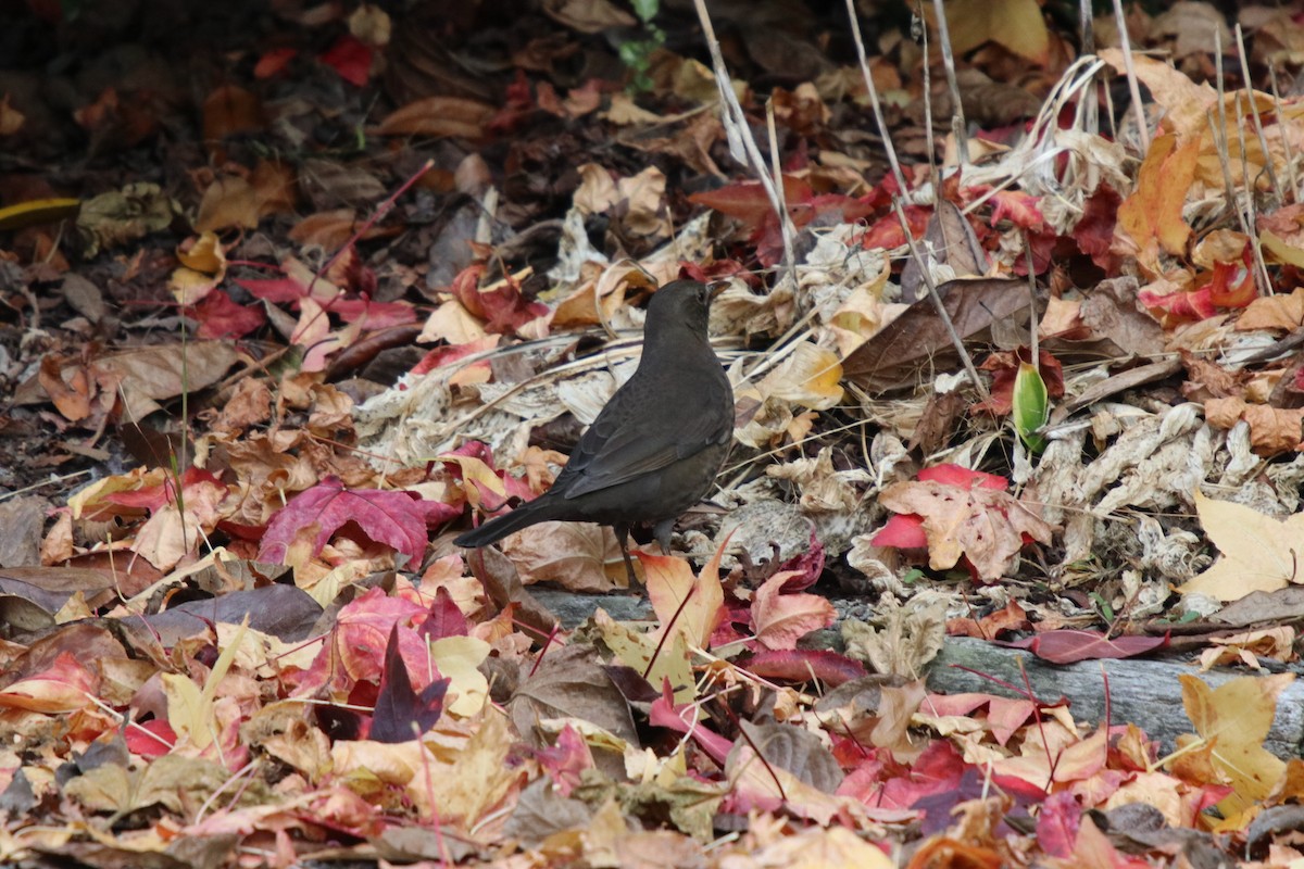 Eurasian Blackbird - ML99378801