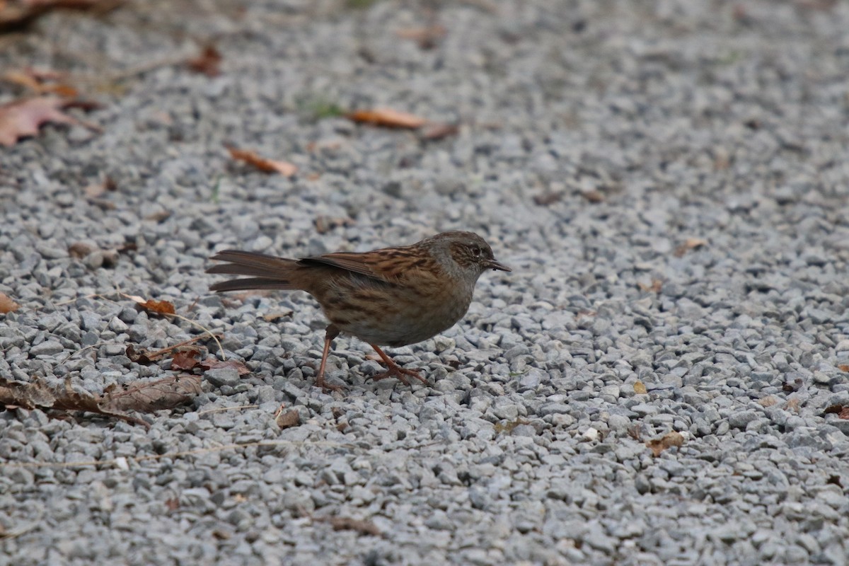 Dunnock - ML99378821