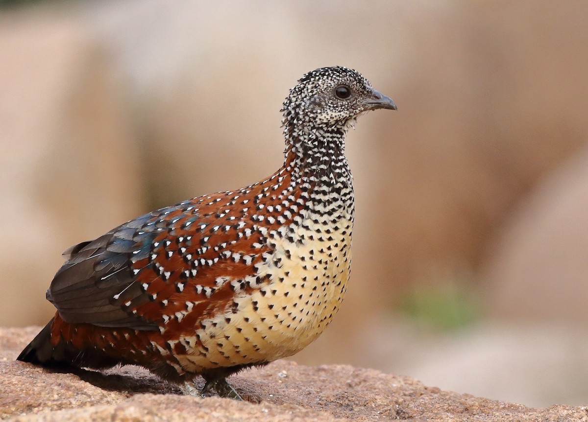 Painted Spurfowl - ML99379861