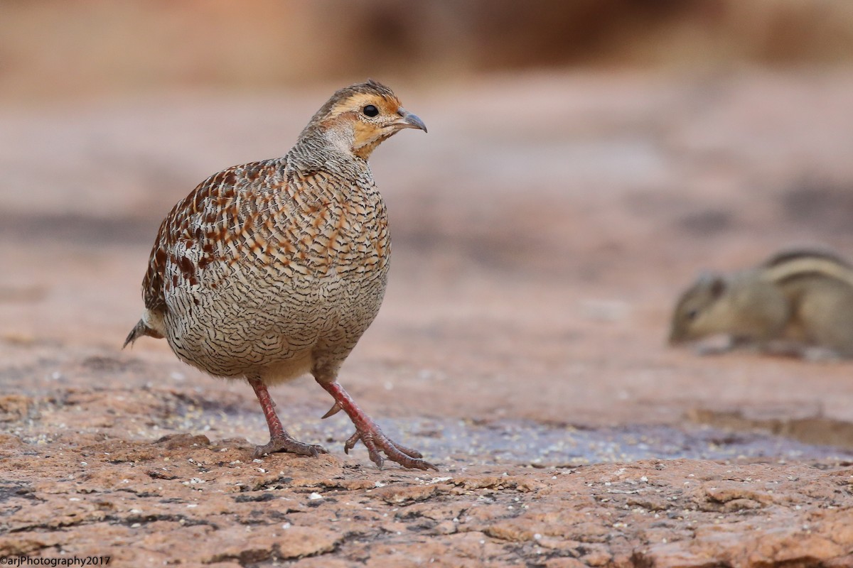 Gray Francolin - ML99379901