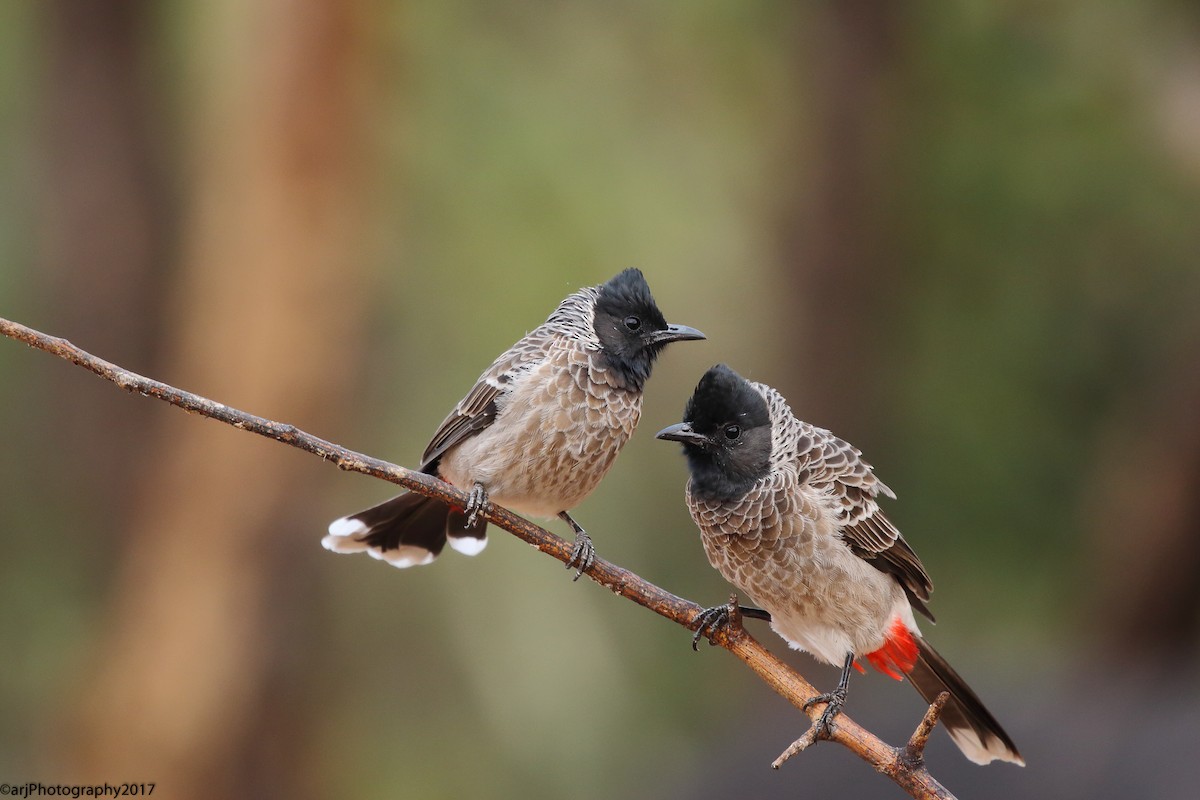 Bulbul à ventre rouge - ML99379921