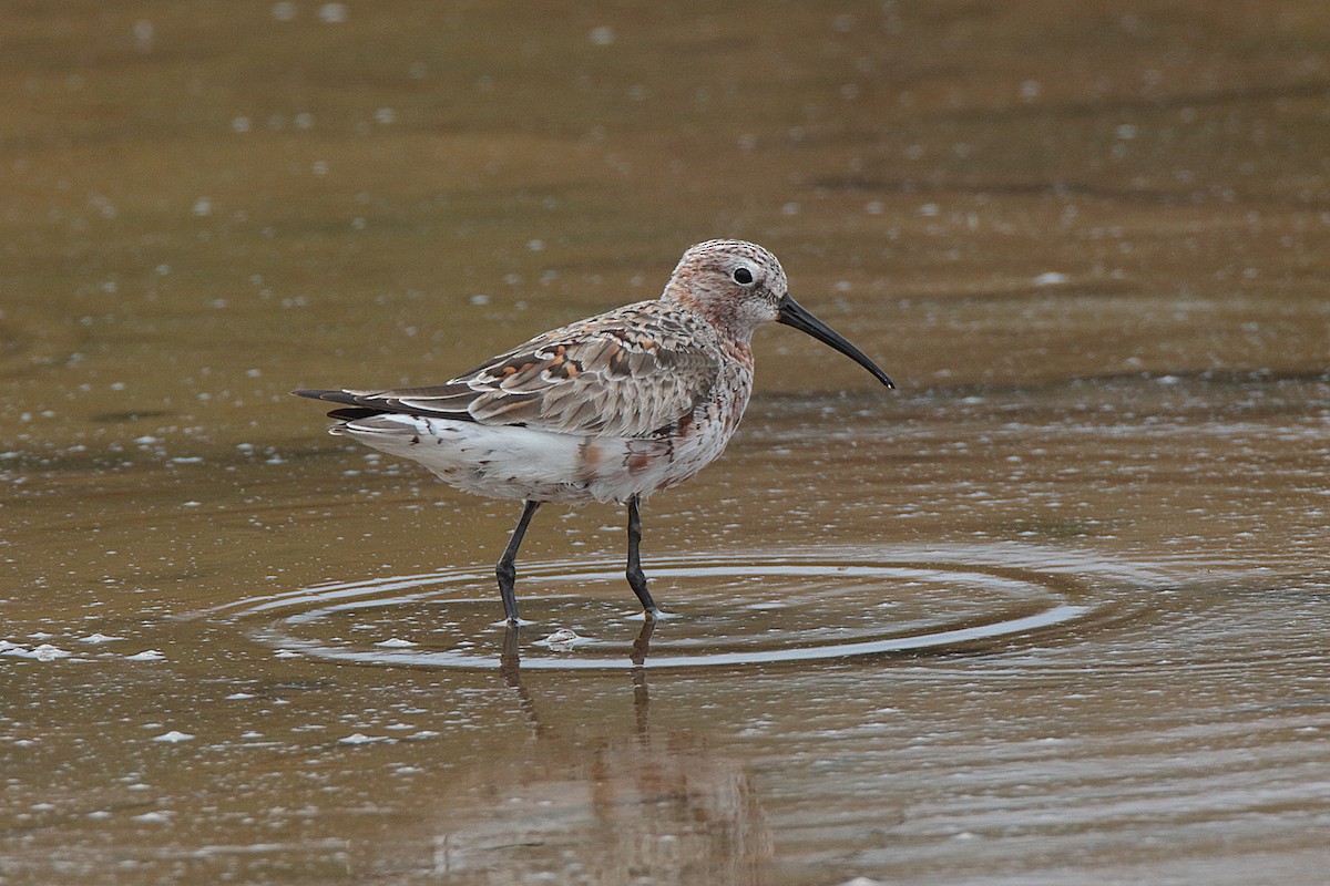 Curlew Sandpiper - ML99379931