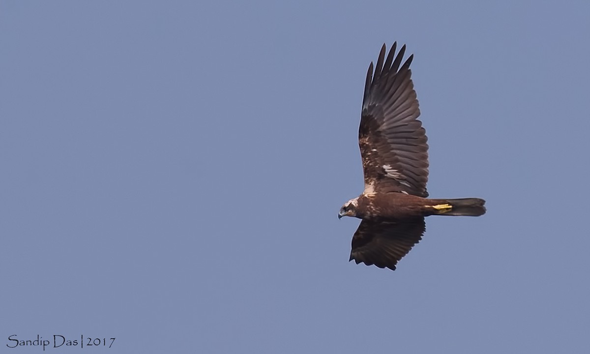 Western Marsh Harrier - ML99380421