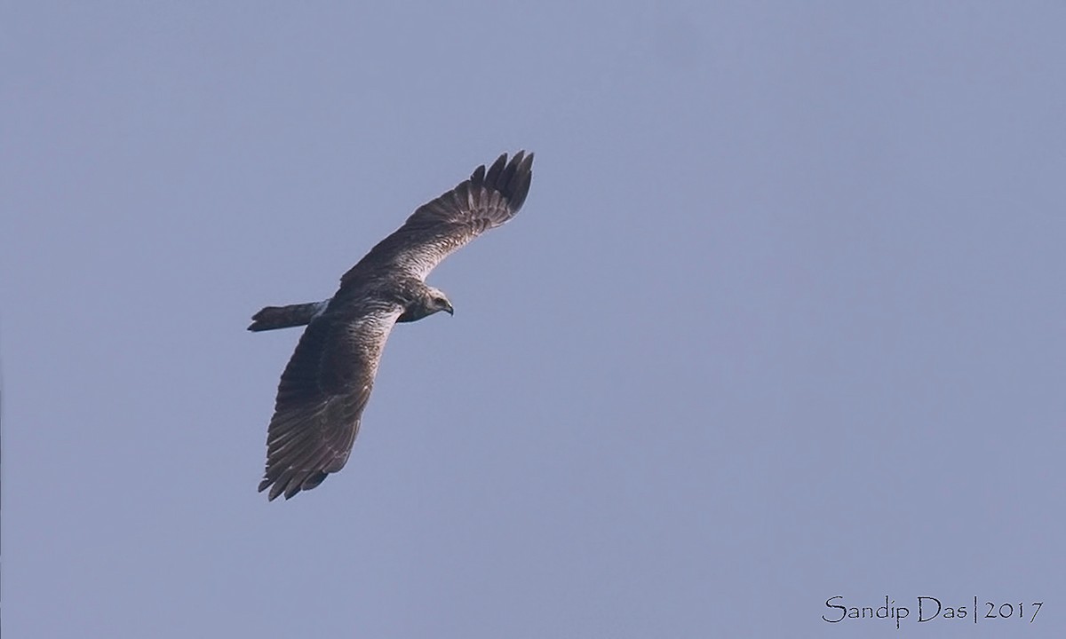 Eastern Marsh Harrier - ML99380431