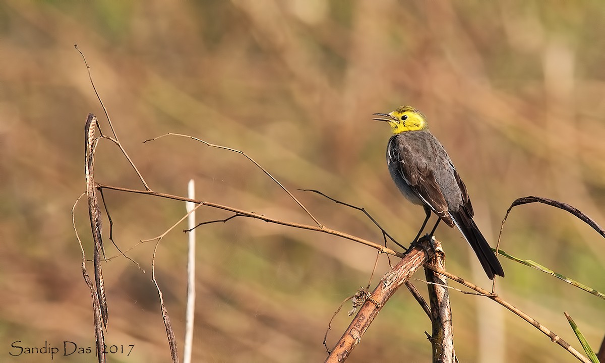 Citrine Wagtail - ML99380771