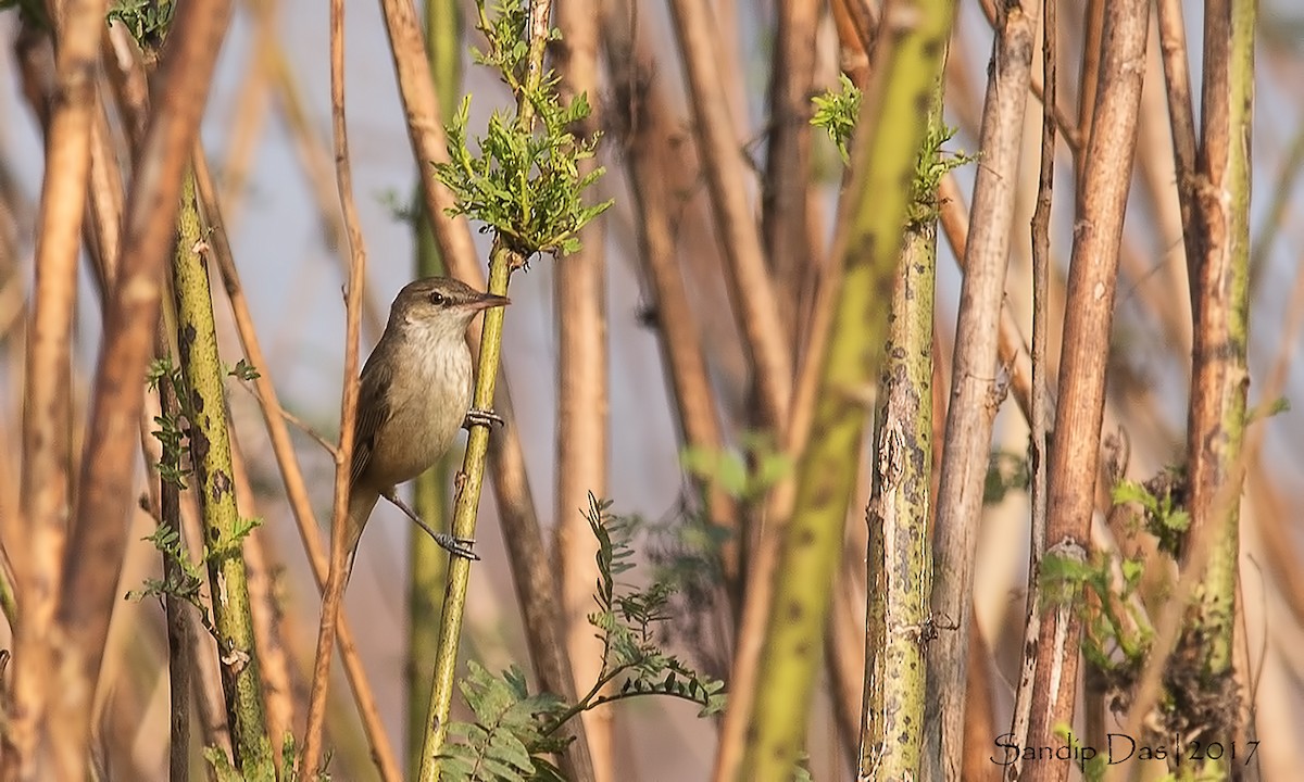 Clamorous Reed Warbler - ML99380931