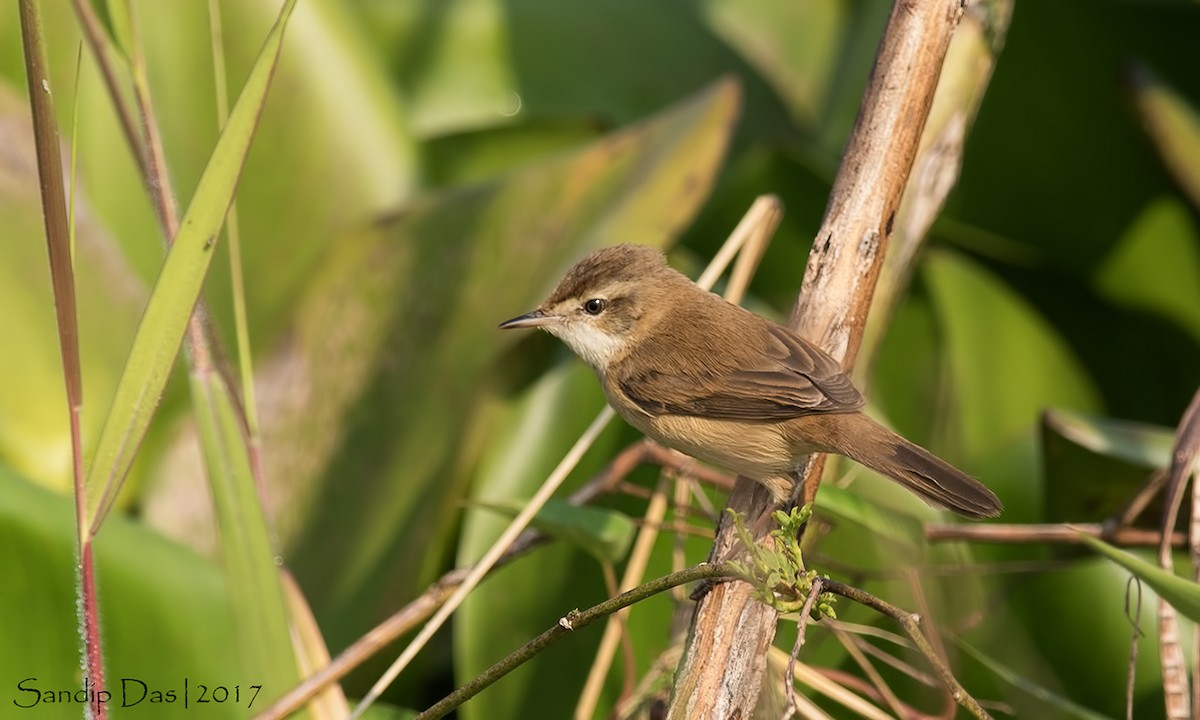 Paddyfield Warbler - ML99381001